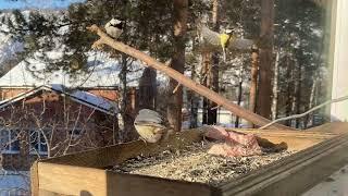 Мукбанг. Дятлы, поползни, гаичка, синицы. Bird mukbang. Woodpeckers, nuthatch, chickweed, tits