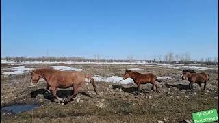 Весна Перегон табуна на дальнее пастбище.