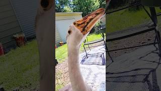 Drew & Lulu have a request for you. #geese