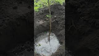 Посадка саджанців плодових дерев / Planting fruit tree seedlings