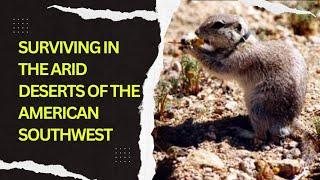 The Resilient Mohave Ground Squirrel: Surviving in the Arid Deserts of the American Southwest