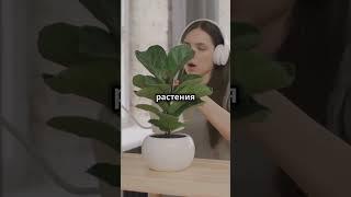 Удивительные факты о комнатных растениях!