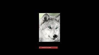 Omega Wolfie (AKA) Wolfie's Broadcast: HangOut With Wolfie's 19TH Birthday (LIVE)