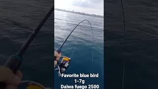 favorite blue bird 2.30m 1-7g BB1-762UL-T