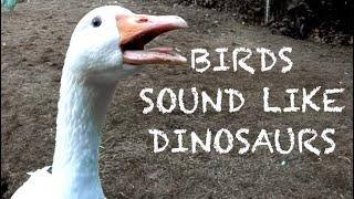 Bird Dinosaur Sounds