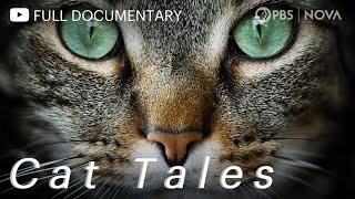 Cat Tales | Full Documentary | NOVA | PBS