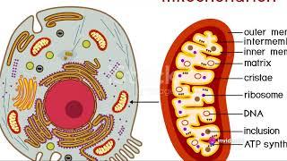 The Intricate Universe of the Human Cell