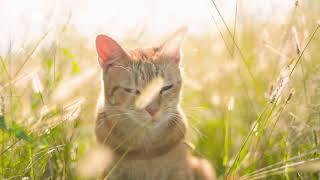 Trailer for Kira the cat channel