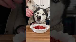 How To Make Ratatouille For Dogs! #shorts