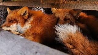 Where do the cozy foxes sleep?