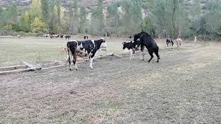 Boğaya gelen inek nasıl anlaşılır ne zaman tohumlama yapılmalı