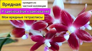 Ох! И Ах! Прекрасная P. speciosa - орхидея вредина.