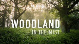 Woodland Photography In The Mist