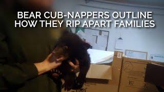 Bear Cub-nappers Outline How They Rip Apart Families