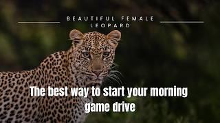 This is how you want to start your morning Safari, with a beautiful female Leopard.