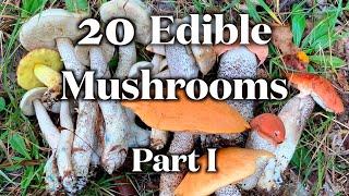 20 Edible Mushrooms I Can Identify Without Mistake. Part I