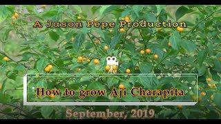 How to grow Peruvian Aji Charapita |Chile Hot Peppers