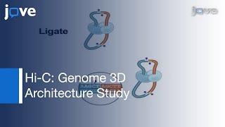 Hi-C: Genome Architecture in 3D