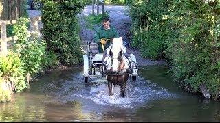 Breaking a 12yo riding horse to harness - Bertie the piebald cob.