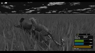 leopard hunting wildebeest [ wild savanna ]