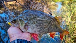 When BIG perch attack. Catching big redfin in May 2022