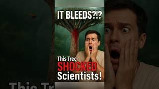 This Tree Bleeds Like a Human — But It's 100% Real #viralvideo #facts #shortvideo