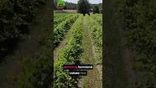 What is Farmland Investment?  #walnut #farming #turkey  #investing