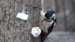 Ещё немного про дятла и белку / A little more about the woodpecker and the squirrel