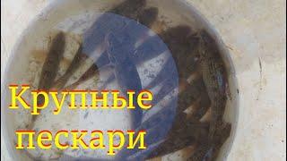 Мощная ловля пескарей в старом карьере