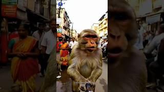 Bandar ne Jungle Chhod Diya! Dekho City Life Kaisi Hai#MonkeyVlog #IndiaCityVlog#MonkeyInCity#short