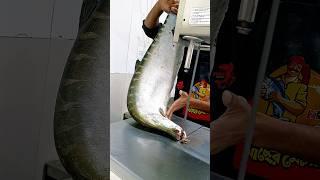 Big chetol fish cutting skills super shop fish cutting skills BD #youtube  #shorts #youtubeshorts