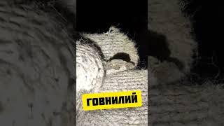 ОГОРОДНЫЙ КОП НЕ РАДУЕТ. СНОВА ХЛАМ. КОП У СЕБЯ НА УЧАСТКЕ МОЖЕТ ПРИНЕСТИ ЗОЛОТО, МОНЕТЫ #shorts