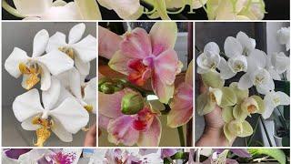 Морееее квітоносів#orchids #phalaenopsis #орхідеїметелики