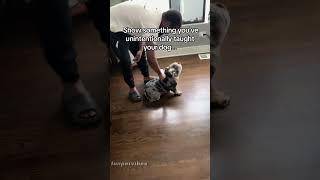 Name something you unintentionally taught your dog#dog#doglover#dogvideos #funnydog#fyp