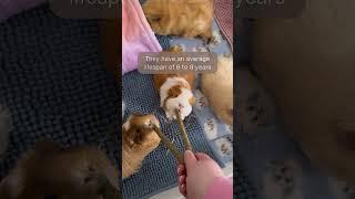 Myths about guinea pigs