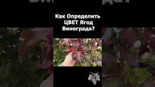 Как ОПРЕДЕЛИТЬ ЦВЕТ ЯГОДЫ на кусте ВИНОГРАДА, который ещё НЕ ПЛОДОНОСИЛ #виноград #садоводство #топ