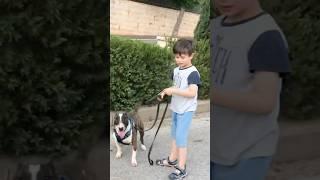 Послушный Буль Терьер #bullterrier #бультерьер #собака #dog #fyp #fypシ゚viral #viralvideo #pets