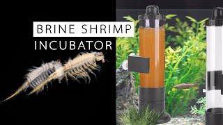 How to Breed Infinite Shrimp! Produce Thousands per Day