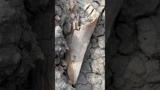 First find of the day was a good one! Dinosaur fossil hunting