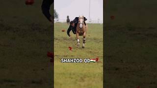 #top #horse #osimliklar #rek #automobile #love #horseriding #horsel #baki #equestrian #music #reels