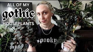  my BLACK PLANT collection  dark, gothic foliage favourites