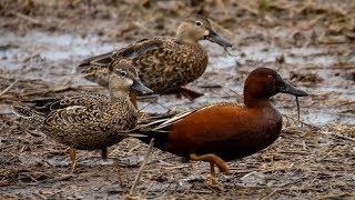 I Found The RAREST of RARE DUCKS in North America!!