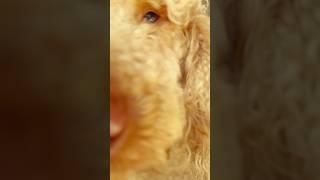Пушкин-американец #usa  #dogs