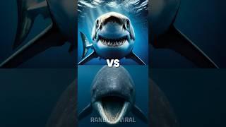 great white shark vs pliosaurus, sperm whale, orca, mantis shrimp, blue shrimp, sea eel, lionfi