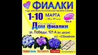 Выставка фиалок в марте,Самарский Дом Фиалки.