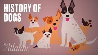 The Origin of Dogs