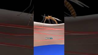 How mosquito bites REALLY work