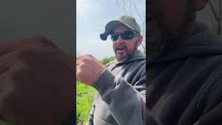 Feral hogs in Texas #feralhogs #hogs #texas