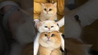 So cute #cat #cutecat #funny #funnycat