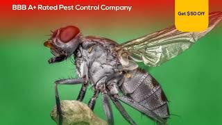 Pest Control Atlanta GA - Get Rid Of These Pests Fast